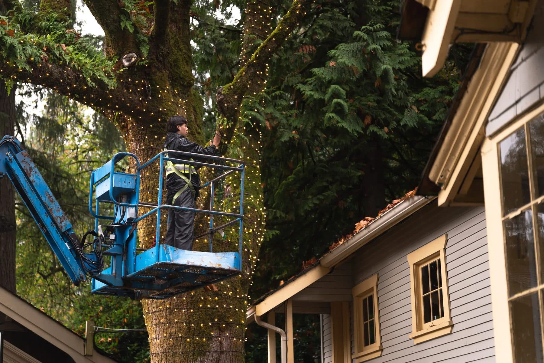 Bright Event Lighting crew on a lift wrapping a large tree in mini lights