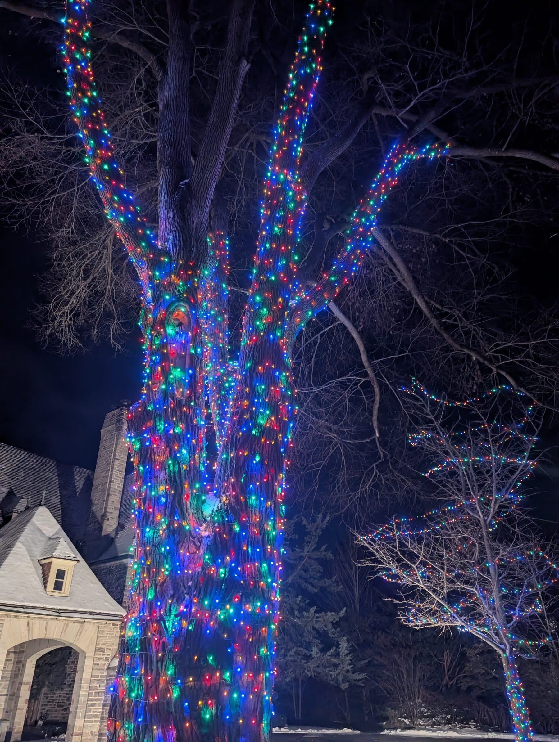 Large tree wrapped in multicolour lights across trunk and branches