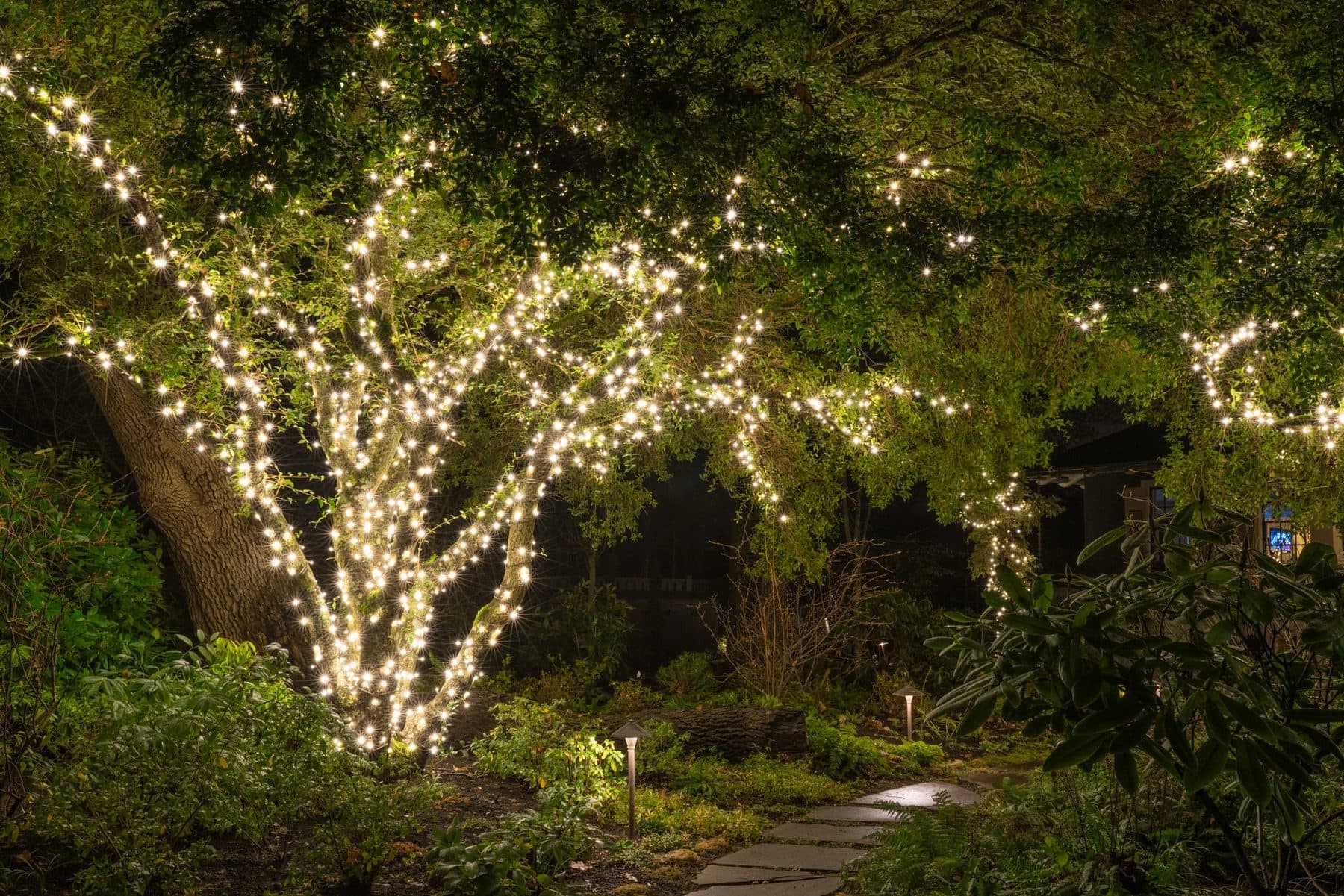 Mature garden tree wrapped in warm fairy lights beside a path at an outdoor event in Woodstock, Ontario